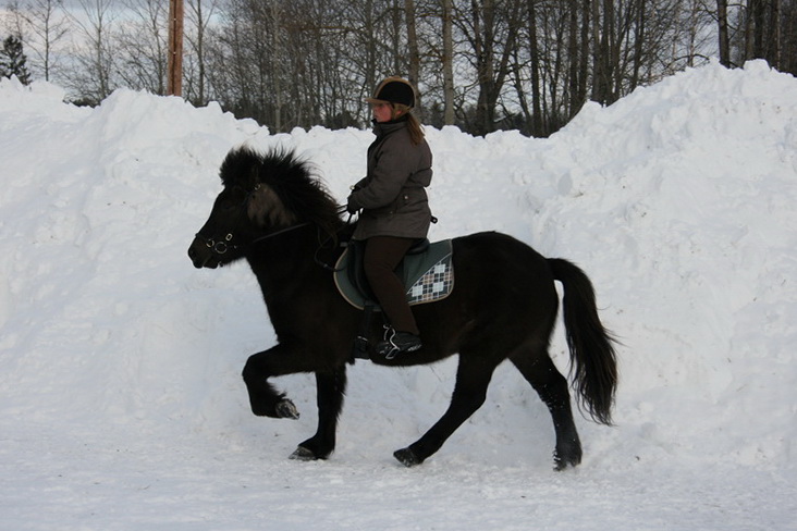 Greidifeb2011101.JPG