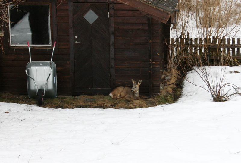 radjur.JPG