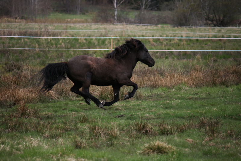 betesgalopp1149.JPG