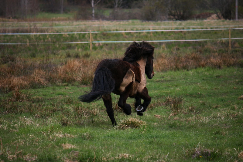 betesgalopp1143.JPG