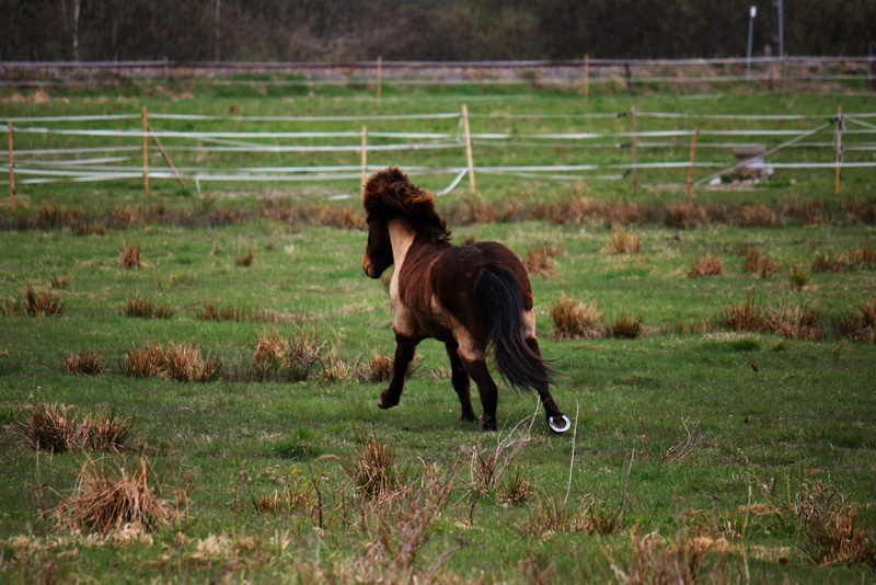 betesgalopp1117.JPG
