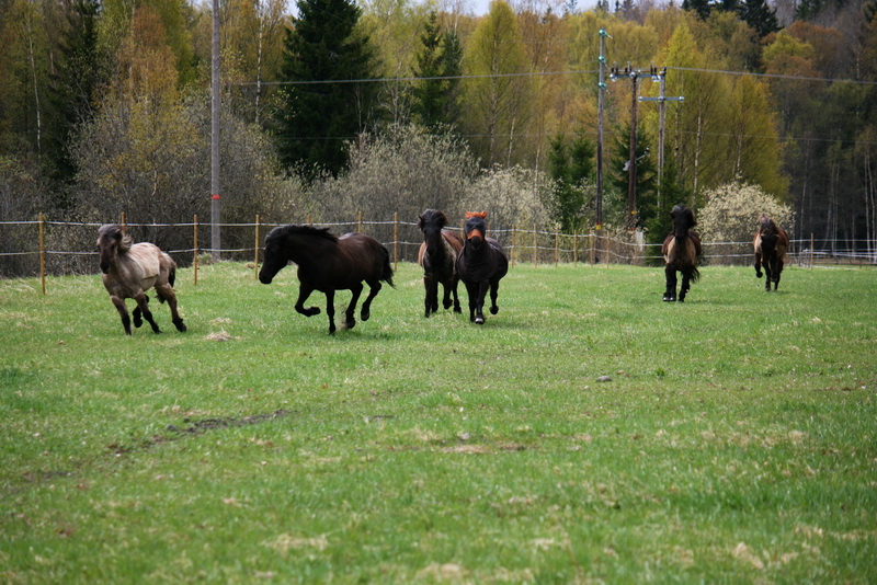 betesgalopp1109.JPG
