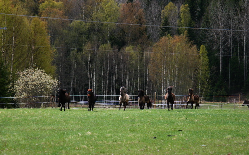 betesgalopp1103.JPG
