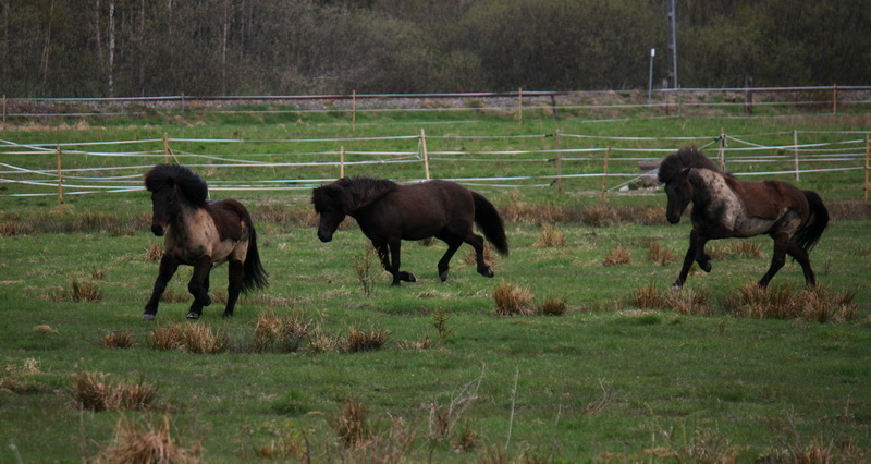 betesgalopp1133.JPG