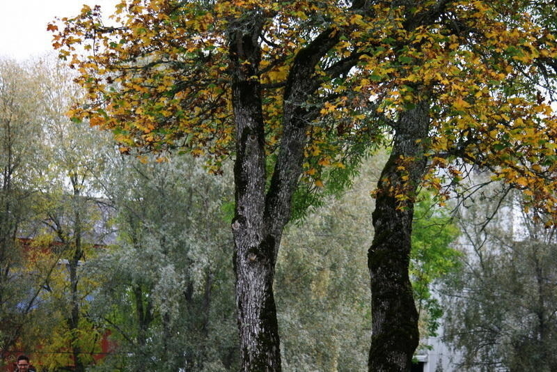 IMG_1377.JPG