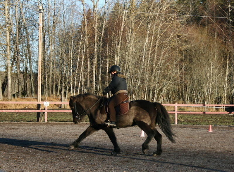 Saga5dec1115.JPG