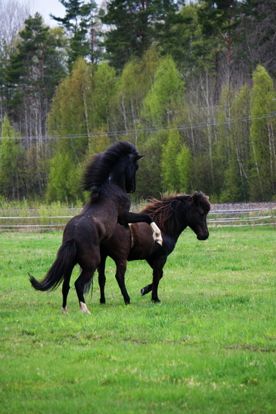 betessläpp 106.JPG