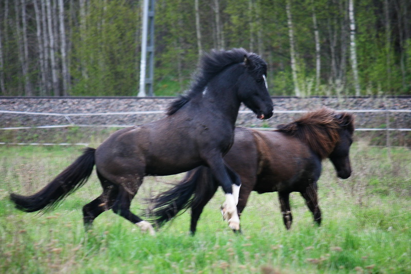 betessläpp 096.JPG