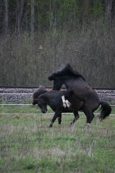 betessläpp 032.JPG