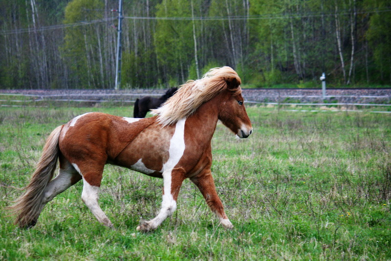 betessläpp 087.JPG