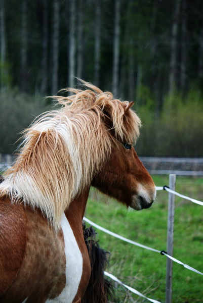 betessläpp 094.JPG