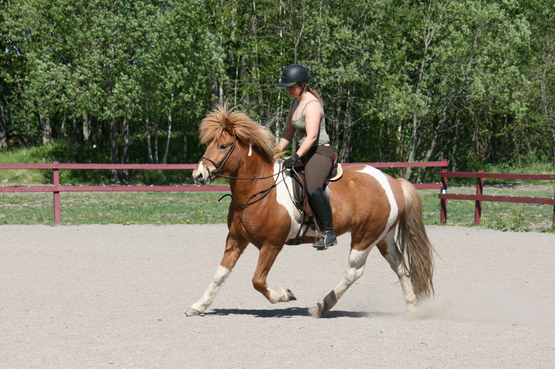 Seidur27051205.JPG