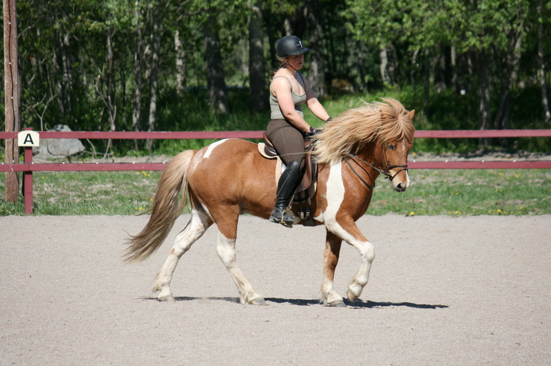 Seidur27051233.JPG